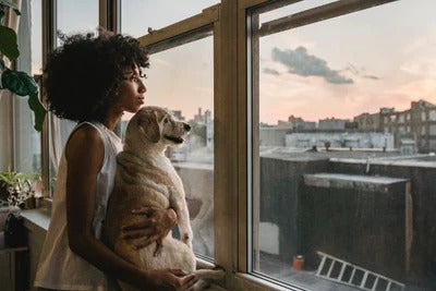 Pet owner and dog enjoy sunset view from window