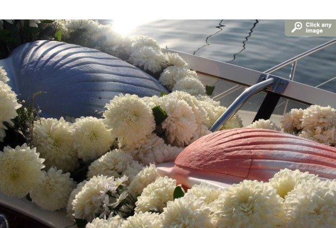 Aqua - The Shell™ Biodegradable Cremation Urn